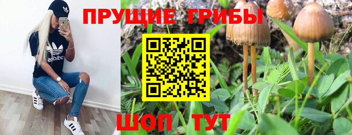 Галлюциногенные грибы Cubensis Фрязино